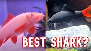 Rainbow Shark vs Red Tail Shark  Which One Is Best [upl. by Adlai]