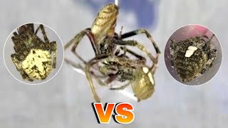 Tapang Talaga nito🕷 2 vs 1 Gagamba Fight [upl. by Kenimod]