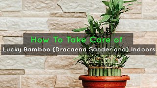 How To Take Care of Lucky Bamboo Dracaena Sanderiana Indoors [upl. by Pesvoh]