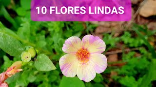 10 PLANTAS QUE AMO NA PARTE DA FRENTE DO MEU QUINTAL TODAS COM FLORES [upl. by Calvin]