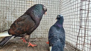 TUMBLING PIGEON PAIRS WITH TUMBLING VIDEOS FOR SALE IN HYDERABAD 7097628422 [upl. by Mont]