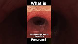 What is Pancreas [upl. by Jaycee]