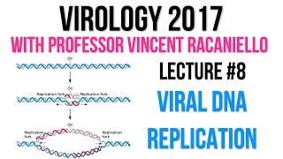 Virology Lectures 2017 8 Viral DNA Synthesis [upl. by Nert]