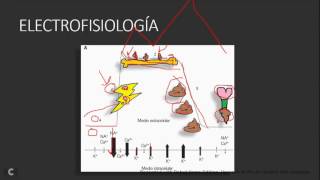 Generalidades de Cardiología MIR ENARM [upl. by Nwahsat]