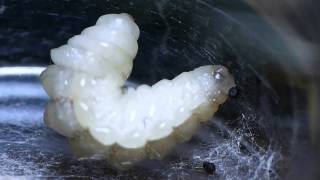 Ichneumon Wasp Prepupa Spininng Cocoon 寄生蜂の前蛹の吐糸と脱糞 [upl. by Allana224]