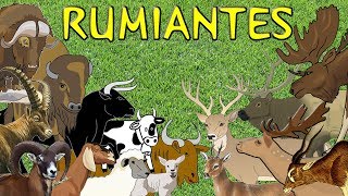 Animales rumiantes para niños [upl. by Legra767]