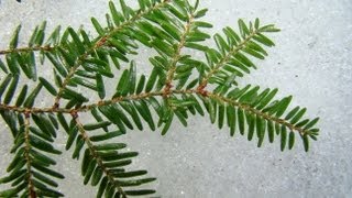 Introduction to Identification and Ecology of Northeastern Conifers [upl. by Kolnick]