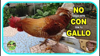 ¿CÓMO CORTAR Las ESPUELAS a Tu GALLO 🐓 [upl. by Dickey]