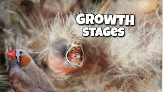 A Closer Look at the Growth Stages of Zebra Finches [upl. by Claudette]