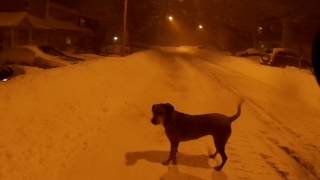 QC tempête de neige Montérégie 14 mars 2017 50 km de Montréal [upl. by Nilrak]