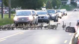 Geese Crossing  Camp Hill Pa 52616 [upl. by Assenad]