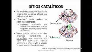 Enzimas proteicas [upl. by Maria]