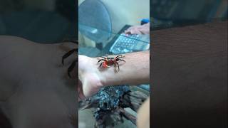 New Crabs Crew animal aquarium crab pets [upl. by Eirelav919]