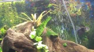 Long finned black skirt tetras [upl. by Ennairb537]