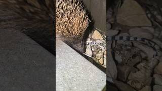 Hedgehog coming in my garden [upl. by Dlopoel]