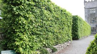 A focus on Hornbeam hedging All you need to know about Carpinus betulus [upl. by Claudelle180]