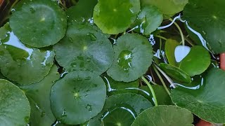 Hydrocotyle verticillate water pennywort [upl. by Michon]