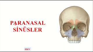 2 Paranasal Sinusler [upl. by Anneh]