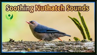 Nuthatch Harmony Woodland Serenity in Song [upl. by Nosloc]