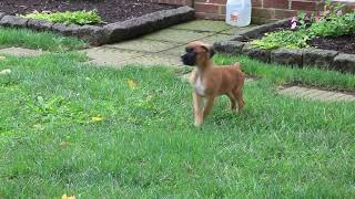 Boxer Puppies for Sale [upl. by Estele]