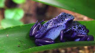 Frogs Croaking Sound 1HOUR [upl. by Tooley578]