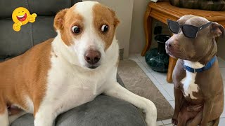 Try Not To Laugh Funny Cats and Dogs Videos 2024 😹🐶 Best Funny Animals Videos 🤣 [upl. by Ainatit]