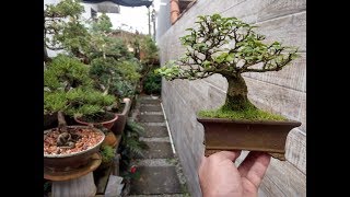 COMO FAZER BONSAI COM LIGUSTRO  Como Fazer Bonsai [upl. by Hogarth458]