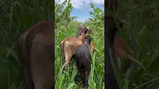 Adventures in Panicum Maximum Mumbasa Grass in bananas with cattle Zambia [upl. by Getraer]