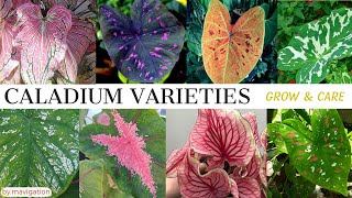 Caladium Plant Varieties Names plus Grow and Care Tips Heart of Jesus GabiGabi Angels Wings [upl. by Rexford173]