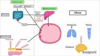 Farmacocinética  Vías de administración biodisponibilidad y transporte de moléculas [upl. by Mascia]