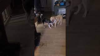 Puppies Playing  Cute Puppies  Funny Dogs Playing Video  Cute Happy Dogs [upl. by Kaja546]