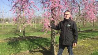 Early flowering Prunus  Tree vlog 5 [upl. by Lim]