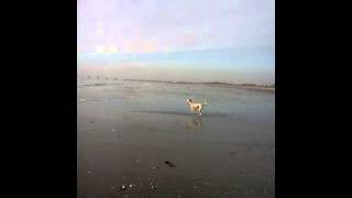 Longport Dog Beach Ocean City NJ [upl. by Funda]