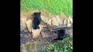 Teacup Yorkie meets Rottweiler [upl. by Warring]