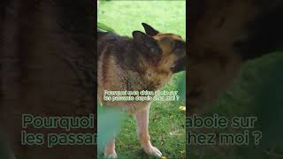 🐕 Pourquoi ton chien aboie sur les passants  🤔👀 [upl. by Delia]