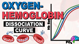 The Oxygen Hemoglobin Dissociation Curve EXPLAINED [upl. by Eihtur192]