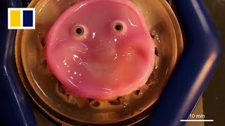 Japan scientists make smiling robot with living skin’ [upl. by Namie]