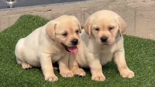 Labrador puppy import line 9548596045 [upl. by Aikrehs]