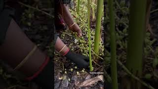 Cardamom Harvesting 🌾………………cardamom kerala idukki india reelitfeelit hardwork harwesting [upl. by Kirsteni]