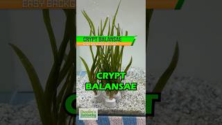 CRYPT BALANSAE BACKGROUND CRYPT AQUARIUM PLANT FOR SALE [upl. by Nnylyam]