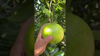 Petik buah blacksapote blacksapote [upl. by Yardna]