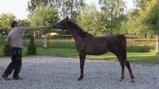 Arabian horse show halter training [upl. by Ojoj]