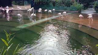 Those Flamingos moves gracefully Kowloon Park [upl. by Aneeh997]