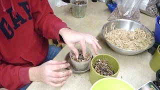 Pleione Orchid Bulb Planting [upl. by Chari]