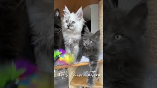 Kit’s Coon Cattery • beautiful healthy maine coon kittens 💕 [upl. by Ijuy]