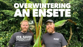 How to care for your ENSETE banana plants during the winter months OVERWINTERING gardening [upl. by Sampson]