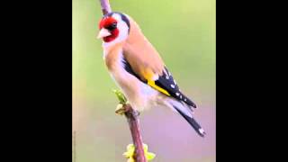 best Goldfinch singing  le plus beau chant de chardonneret [upl. by Knudson]