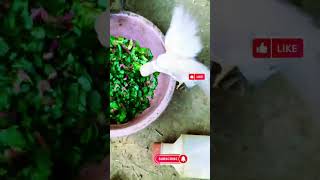 Radish Harvest garden eat hen [upl. by Justina499]