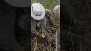 Catching massive python’s in Florida monster phython florida [upl. by Greggory927]