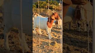 Goats clearing dry brush [upl. by Engapmahc52]